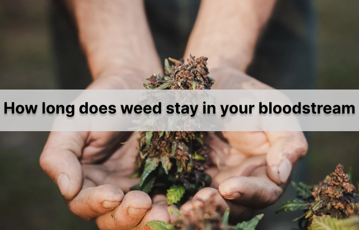 how long does weed stay in your blood stream